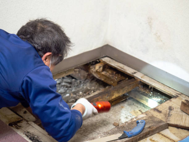 Best Affordable Mold Removal  in Cambridge, MA