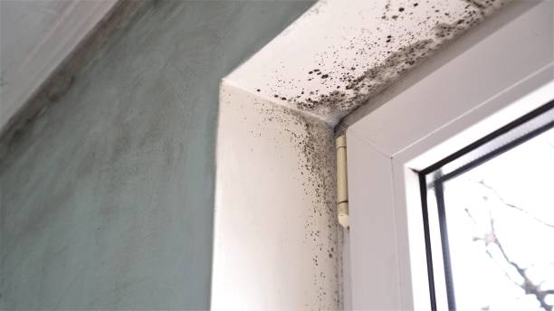 Best Local Mold Removal Service  in Cambridge, MA
