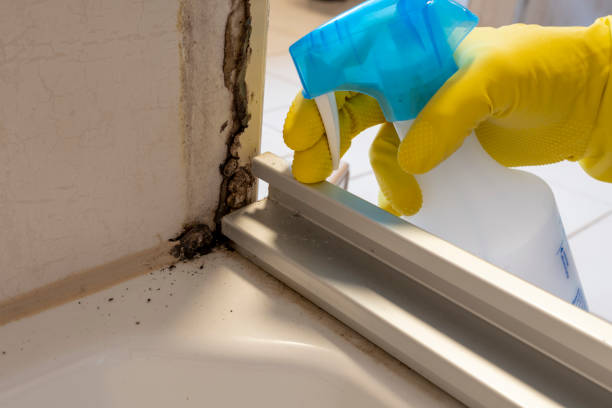 Best Mold Testing  in Cambridge, MA