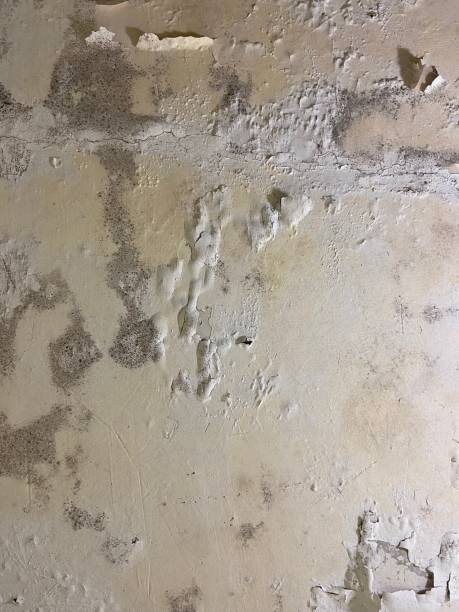 Best Mold Testing  in Cambridge, MA