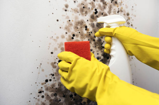 Best Commercial Mold Removal  in Cambridge, MA