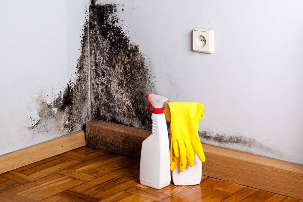 Best Professional Mold Removal  in Cambridge, MA