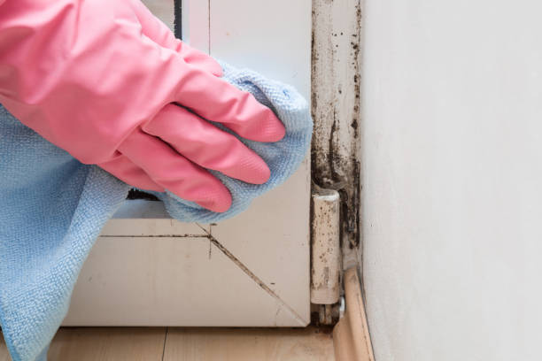 Cambridge, MA Mold Removal Company